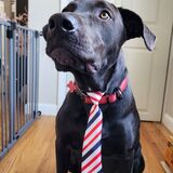 Entry image for SLIM JIM