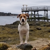 Entry image for Callie