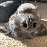 Entry image for Trixie