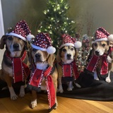 Entry image for Diego, Snoopy, Lucky & Max