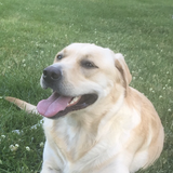 Entry image for Shelby Jean