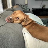 Entry image for Opie