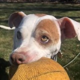 Entry image for Buck