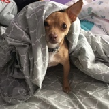 Entry image for Paco