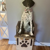 Entry image for Callie