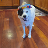 Entry image for Halle Peño 