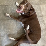 Entry image for Rosie