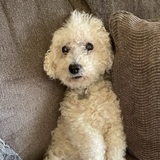 Entry image for Ruffles