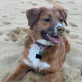 Entry image for Rosie