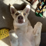 Entry image for Louie