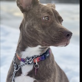 Entry image for Penni 