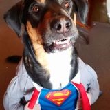 Entry image for Brady ( formerly Ice)