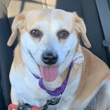 Entry image for Melody