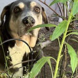 Entry image for Gordon (fka Wrangler)