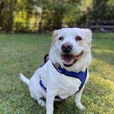 Entry image for Pete