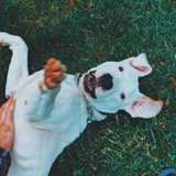 Entry image for Odin (previously Elvis)