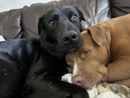 Entry image for Bear & Bella. Clicking this image will show a larger photo