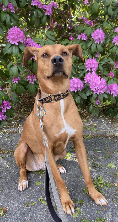 Entry image for Ziggy. Clicking this image will show a larger photo