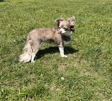 Entry image for Muffin. Clicking this image will show a larger photo