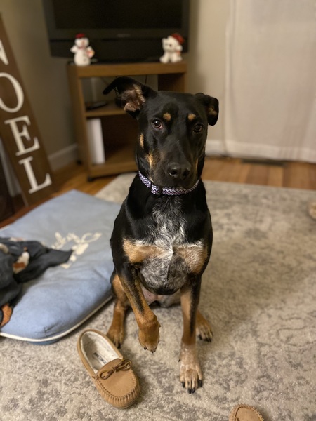 Entry image for Shiloh. Clicking this image will show a larger photo