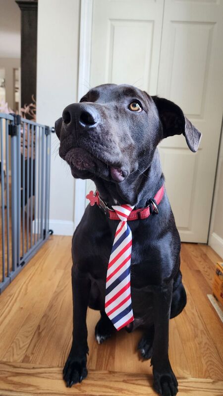 Entry image for SLIM JIM. Clicking this image will show a larger photo