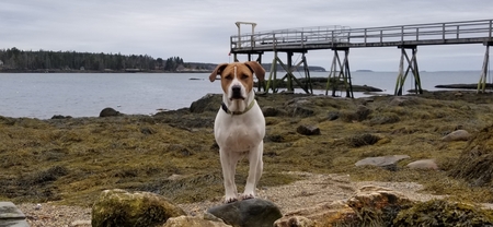 Entry image for Callie. Clicking this image will show a larger photo