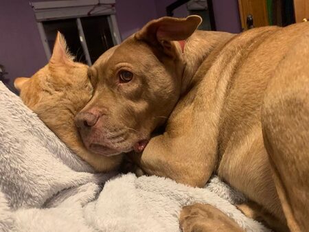 Entry image for Hershey. Clicking this image will show a larger photo