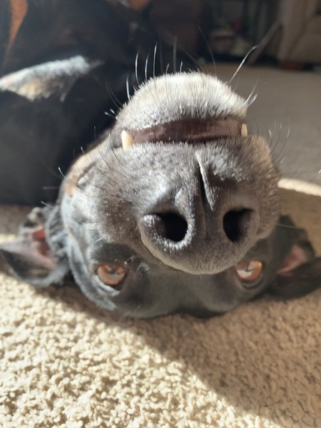 Entry image for Trixie. Clicking this image will show a larger photo