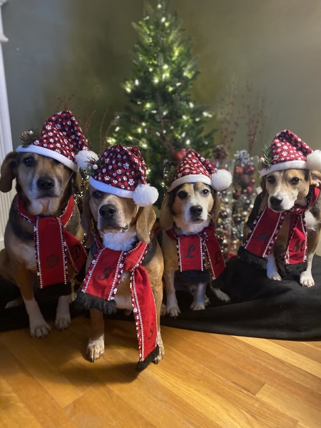 Entry image for Diego, Snoopy, Lucky & Max. Clicking this image will show a larger photo