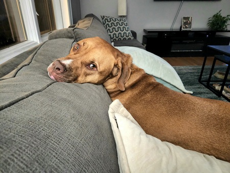 Entry image for Opie. Clicking this image will show a larger photo