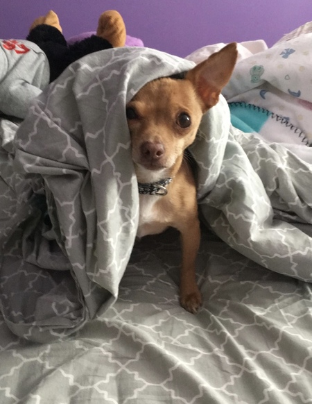 Entry image for Paco. Clicking this image will show a larger photo