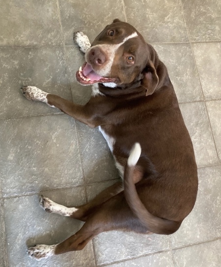 Entry image for Rosie. Clicking this image will show a larger photo