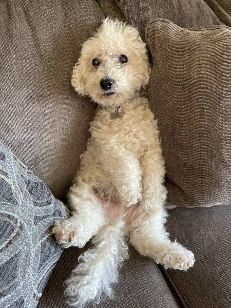 Entry image for Ruffles. Clicking this image will show a larger photo