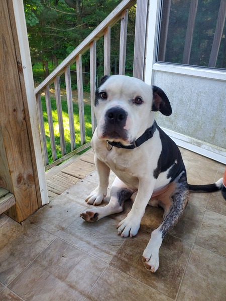 Entry image for Reggie. Clicking this image will show a larger photo