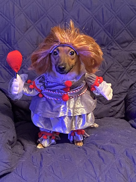 Entry image for Chico . Clicking this image will show a larger photo