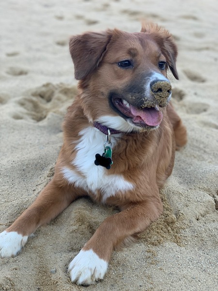 Entry image for Rosie. Clicking this image will show a larger photo