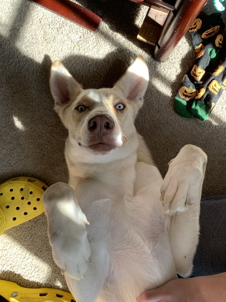 Entry image for Louie. Clicking this image will show a larger photo