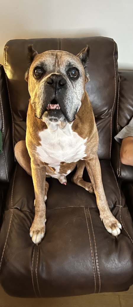 Entry image for Zeus. Clicking this image will show a larger photo