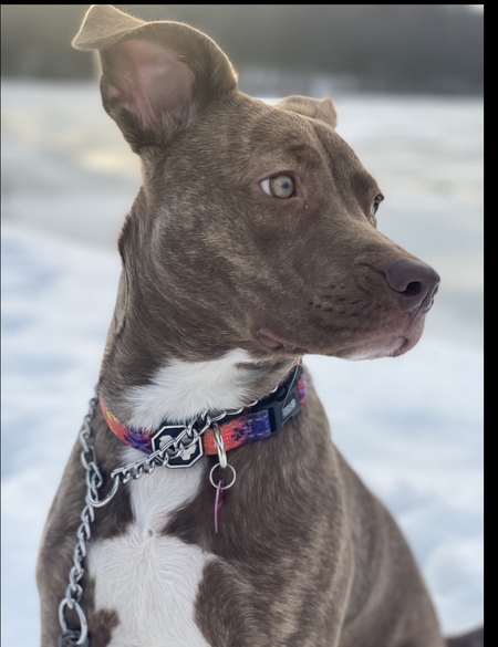 Entry image for Penni . Clicking this image will show a larger photo