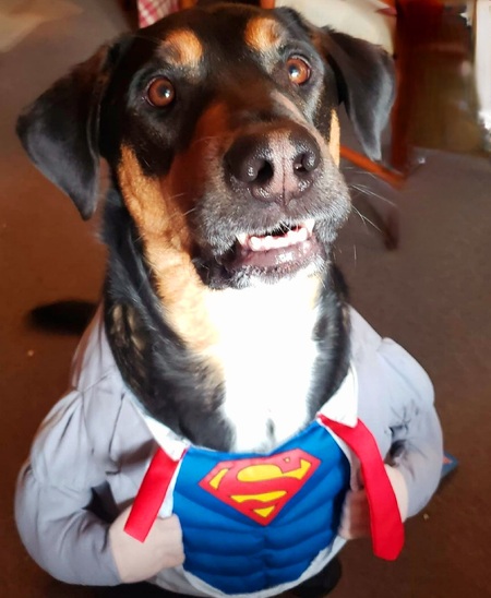 Entry image for Brady ( formerly Ice). Clicking this image will show a larger photo