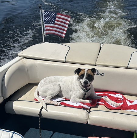 Entry image for Rocky. Clicking this image will show a larger photo