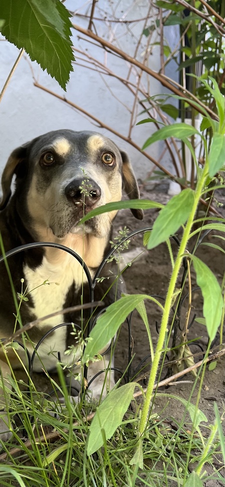 Entry image for Gordon (fka Wrangler). Clicking this image will show a larger photo