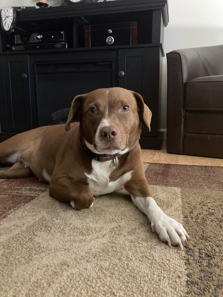 Entry image for Ellie Mae . Clicking this image will show a larger photo