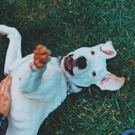 Entry image for Odin (previously Elvis). Clicking this image will show a larger photo