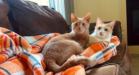 Skimble and Dottie 