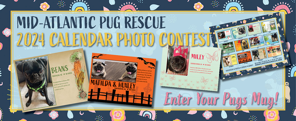 Leon sales pug rescue