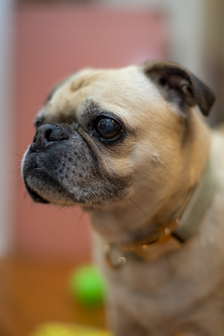 Otis