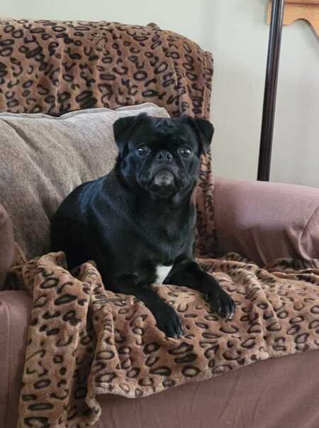 Willa