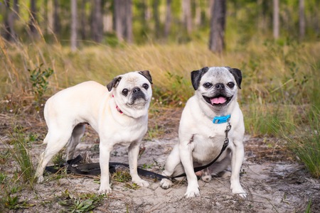 Angel and Oreo