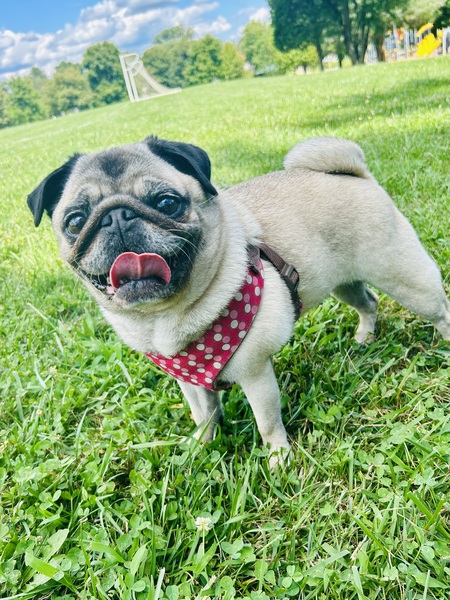 Winnie the Pug